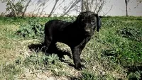 Pinky Girl/Cleopatra, a female German Shorthaired Pointer and Weimaraner for sale in Las Vegas, NV – 7 of 9
