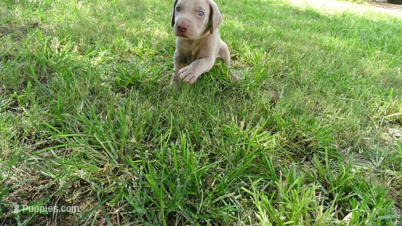 $500 SPECIAL DISCOUNT! YELLOW  BOY/Ivanka – Weimaraner puppy for sale in Las Vegas, NV