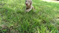 $500 SPECIAL DISCOUNT! YELLOW  BOY/Ivanka, a male Weimaraner for sale in Las Vegas, NV – 1 of 10