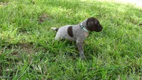 BLUE BOY/DAKOTA,DOB:07/26/26, a male German Shorthaired Pointer for sale in Las Vegas, NV – 7 of 10