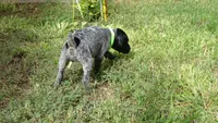 GREEN GIRL/DAKOTA,DOB: 07/26/26, a female German Shorthaired Pointer for sale in Las Vegas, NV – 5 of 10