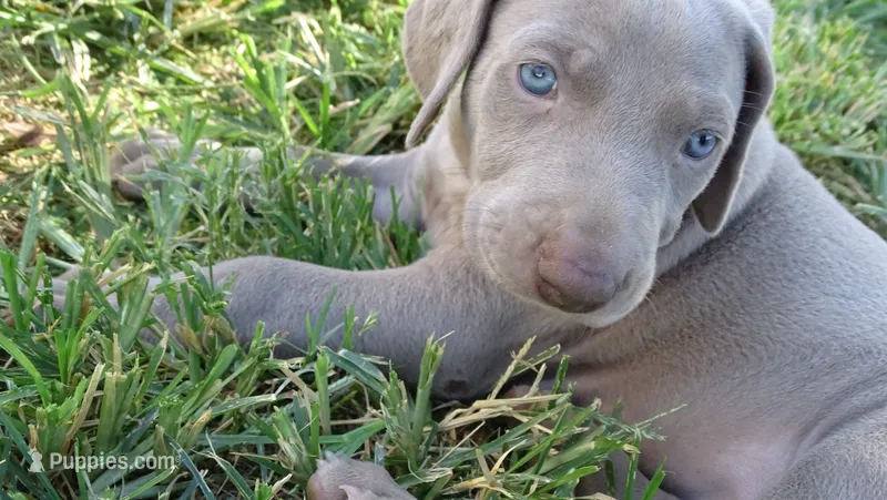 PINKY BOY/ELENA – Weimaraner puppy for sale in Las Vegas, NV