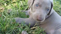 PINKY BOY/ELENA, a male Weimaraner for sale in Las Vegas, NV – 1 of 10