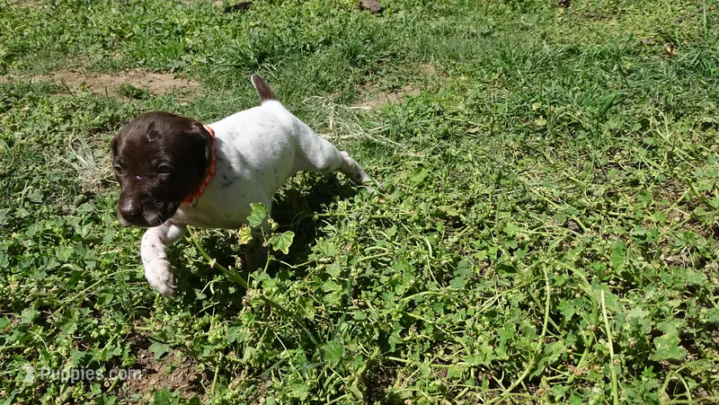 Orange Girl/Sparta – German Shorthaired Pointer puppy for sale in Las Vegas, NV