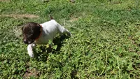 Orange Girl/Sparta, a female German Shorthaired Pointer for sale in Las Vegas, NV – 1 of 9