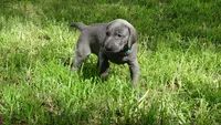 BLUE GIRL/Ivanka, a male Weimaraner for sale in Las Vegas, NV – 6 of 10