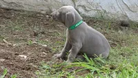 $500 SPECIAL DISCOUNT! GREEN BOY/IVANKA, a male Weimaraner for sale in Las Vegas, NV – 5 of 10
