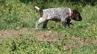 Pinky Girl/Sparta, a female German Shorthaired Pointer for sale in Las Vegas, NV – 4 of 10