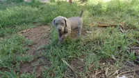 BLUE BOY/ELENA, a male Weimaraner for sale in Las Vegas, NV – 9 of 9