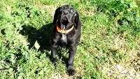 Orange Boy/Cleopatra, a male German Shorthaired Pointer and Weimaraner for sale in Las Vegas, NV – 9 of 10