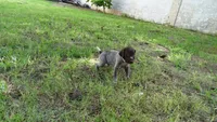 PINKY BOY/ DAKOTA,DOB: 07/26/26, a male German Shorthaired Pointer for sale in Las Vegas, NV – 9 of 10