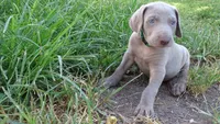 PINKY BOY/ELENA, a male Weimaraner for sale in Las Vegas, NV – 7 of 10