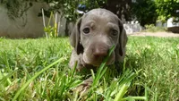 $500 SPECIAL DISCOUNT! ORANGE GIRL/Ivanka, a male Weimaraner for sale in Las Vegas, NV – 6 of 10