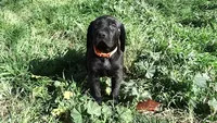 Orange Boy/Cleopatra, a male German Shorthaired Pointer and Weimaraner for sale in Las Vegas, NV – 5 of 10