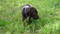 PURPLE BOY/DAKOTA.DOB:07/26/26, a male German Shorthaired Pointer for sale in Las Vegas, NV – 5 of 10