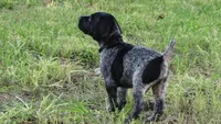 Black Boy/Dakota, a male German Shorthaired Pointer for sale in Las Vegas, NV – 4 of 10