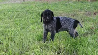 Black Boy/Dakota, a male German Shorthaired Pointer for sale in Las Vegas, NV – 8 of 10