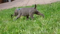 BLUE BOY/Ivanka, a female Weimaraner for sale in Las Vegas, NV – 4 of 10
