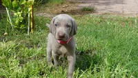 PINKY GIRL/IVANKA, a female Weimaraner for sale in Las Vegas, NV – 10 of 10