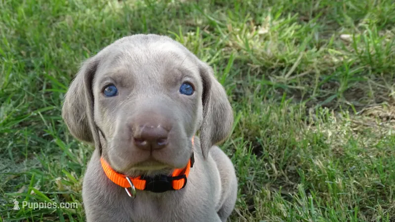 $500 SPECIAL DISCOUNT! ORANGE GIRL/Ivanka – Weimaraner puppy for sale in Las Vegas, NV