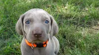 $500 SPECIAL DISCOUNT! ORANGE GIRL/Ivanka, a male Weimaraner for sale in Las Vegas, NV – 1 of 10