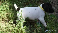Yellow Girl/Sparta, a female German Shorthaired Pointer for sale in Las Vegas, NV – 9 of 10