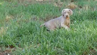 PURPLE BOY/ELENA, a male Weimaraner for sale in Las Vegas, NV – 6 of 9