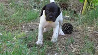 Yellow Girl/Sparta, a female German Shorthaired Pointer for sale in Las Vegas, NV – 1 of 10