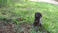 PURPLE BOY/DAKOTA.DOB:07/26/26, a male German Shorthaired Pointer for sale in Las Vegas, NV – 7 of 10
