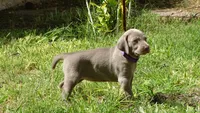 $500 SPECIAL DISCOUNT! PURPLE GIRL/Ivanka, a female Weimaraner for sale in Las Vegas, NV – 5 of 10
