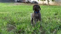 BLUE GIRL/DAKOTA.DOB:07/26/26, a male German Shorthaired Pointer for sale in Las Vegas, NV – 3 of 10