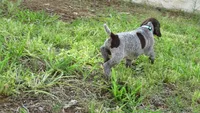 BLUE BOY/DAKOTA,DOB:07/26/26, a male German Shorthaired Pointer for sale in Las Vegas, NV – 4 of 10