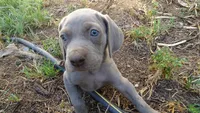 PURPLE BOY/ELENA, a male Weimaraner for sale in Las Vegas, NV – 1 of 9