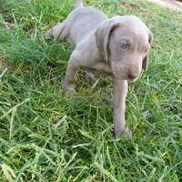 RED GIRL/LUNA, a female German Shorthaired Pointer for sale in Las Vegas, NV – Photo 10 of 10