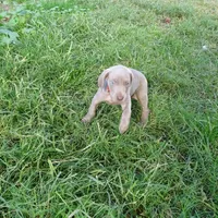 RED GIRL/LUNA, a female German Shorthaired Pointer for sale in Las Vegas, NV – Photo 4 of 10