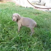 RED GIRL/LUNA, a female German Shorthaired Pointer for sale in Las Vegas, NV – Photo 2 of 10