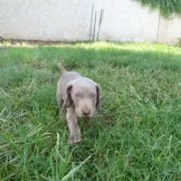 RED GIRL/LUNA, a female German Shorthaired Pointer for sale in Las Vegas, NV – Photo 6 of 10