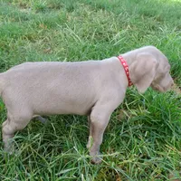 RED GIRL/LUNA, a female German Shorthaired Pointer for sale in Las Vegas, NV – Photo 9 of 10