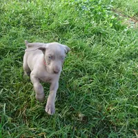 RED GIRL/LUNA, a female German Shorthaired Pointer for sale in Las Vegas, NV – Photo 7 of 10