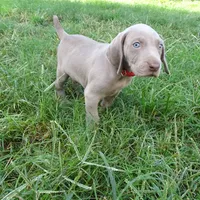 RED GIRL/LUNA, a female German Shorthaired Pointer for sale in Las Vegas, NV – Photo 1 of 10