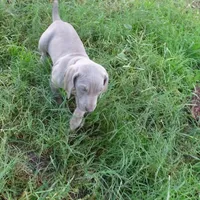 RED GIRL/LUNA, a female German Shorthaired Pointer for sale in Las Vegas, NV – Photo 5 of 10