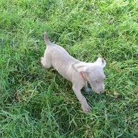 RED GIRL/LUNA, a female German Shorthaired Pointer for sale in Las Vegas, NV – Photo 8 of 10