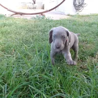 RED GIRL/LUNA, a female German Shorthaired Pointer for sale in Las Vegas, NV – Photo 3 of 10