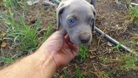 PURPLE BOY/ELENA, a male Weimaraner for sale in Las Vegas, NV – 3 of 9