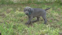 BLUE GIRL/Ivanka, a male Weimaraner for sale in Las Vegas, NV – 7 of 10