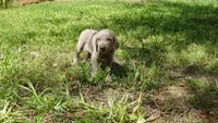 $500 SPECIAL DISCOUNT! YELLOW  BOY/Ivanka, a male Weimaraner for sale in Las Vegas, NV – 9 of 10