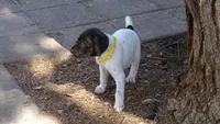 Yellow Girl/Sparta, a female German Shorthaired Pointer for sale in Las Vegas, NV – 7 of 10