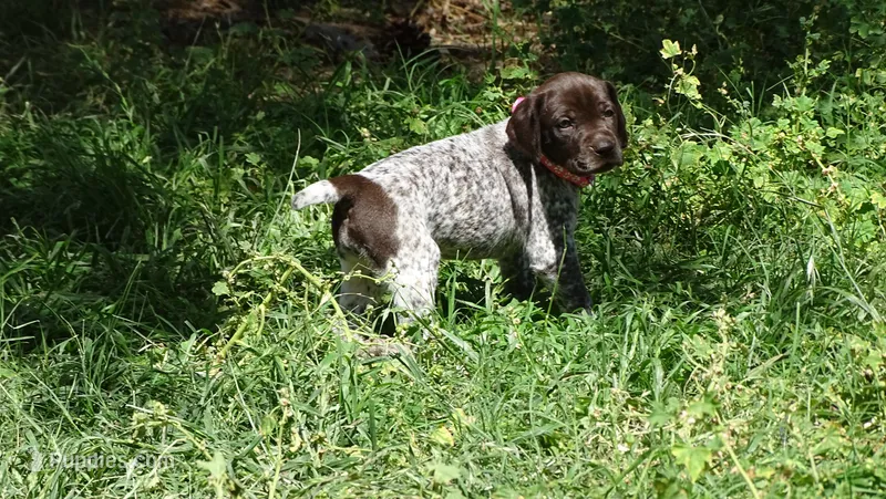 Pinky Girl/Sparta – German Shorthaired Pointer puppy for sale in Las Vegas, NV