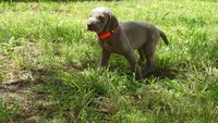 $500 SPECIAL DISCOUNT! ORANGE GIRL/Ivanka, a male Weimaraner for sale in Las Vegas, NV – 2 of 10
