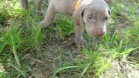$500 SPECIAL DISCOUNT! ORANGE GIRL/Ivanka, a male Weimaraner for sale in Las Vegas, NV – 5 of 10
